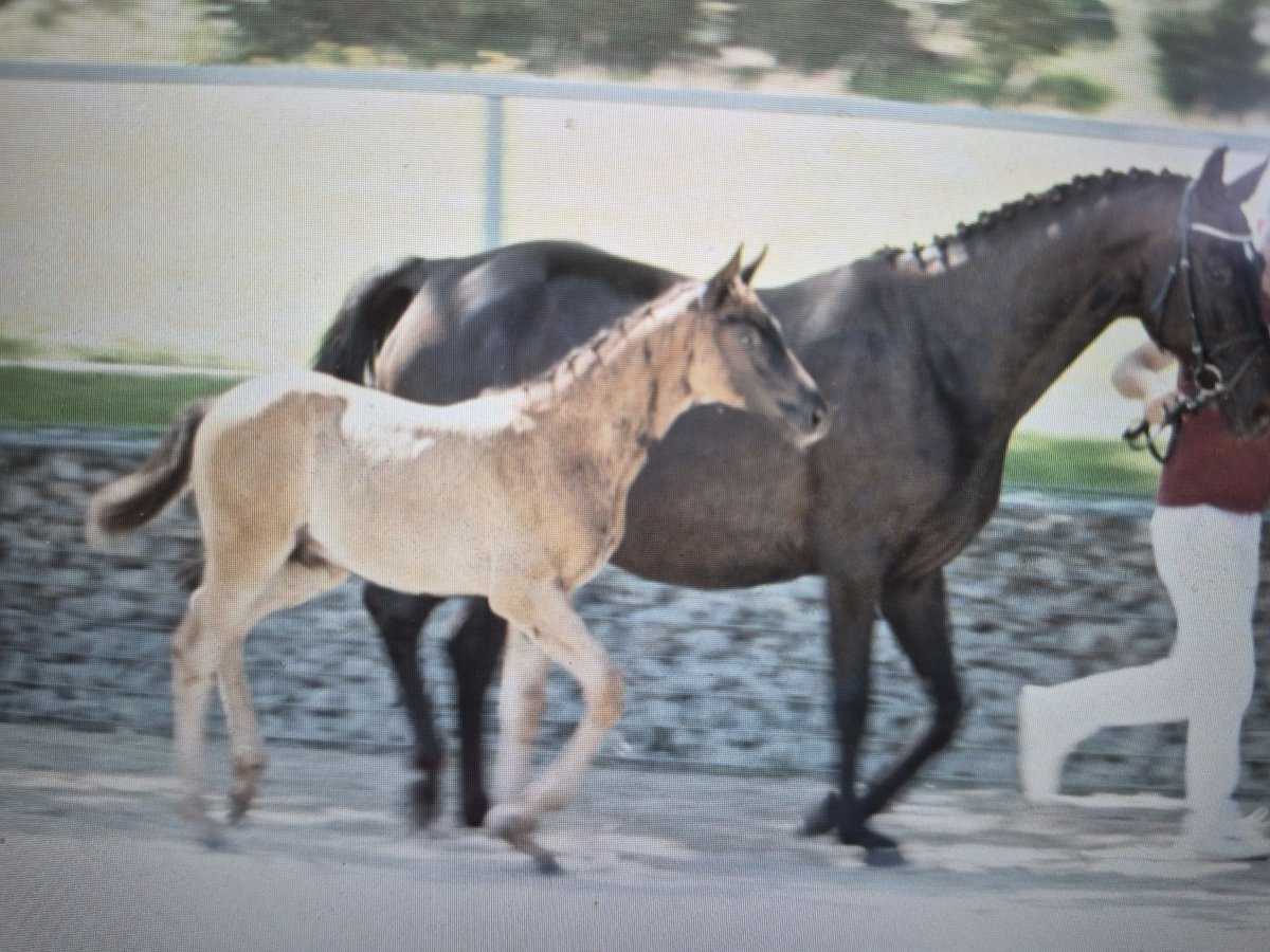 German Riding Horse Mare 13 years 16 hh Smoky-Black in Reichenschwand German Riding Horse Mare 13 years 16 hh Smoky-Black in Reichenschwand