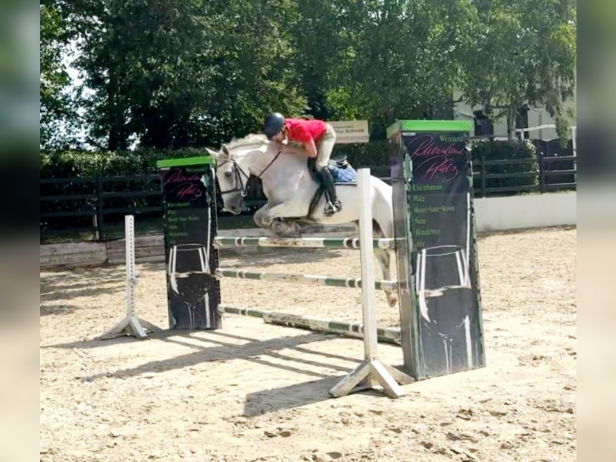 German Riding Horse Mare 13 years 17 hh Grey in Hennef (Sieg)