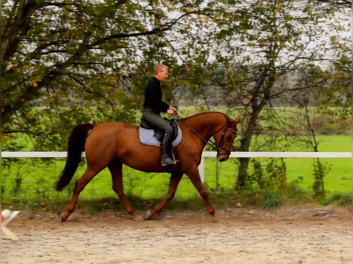 German Riding Horse Mare 14 years 16,2 hh Chestnut-Red in Lamprechtshausen