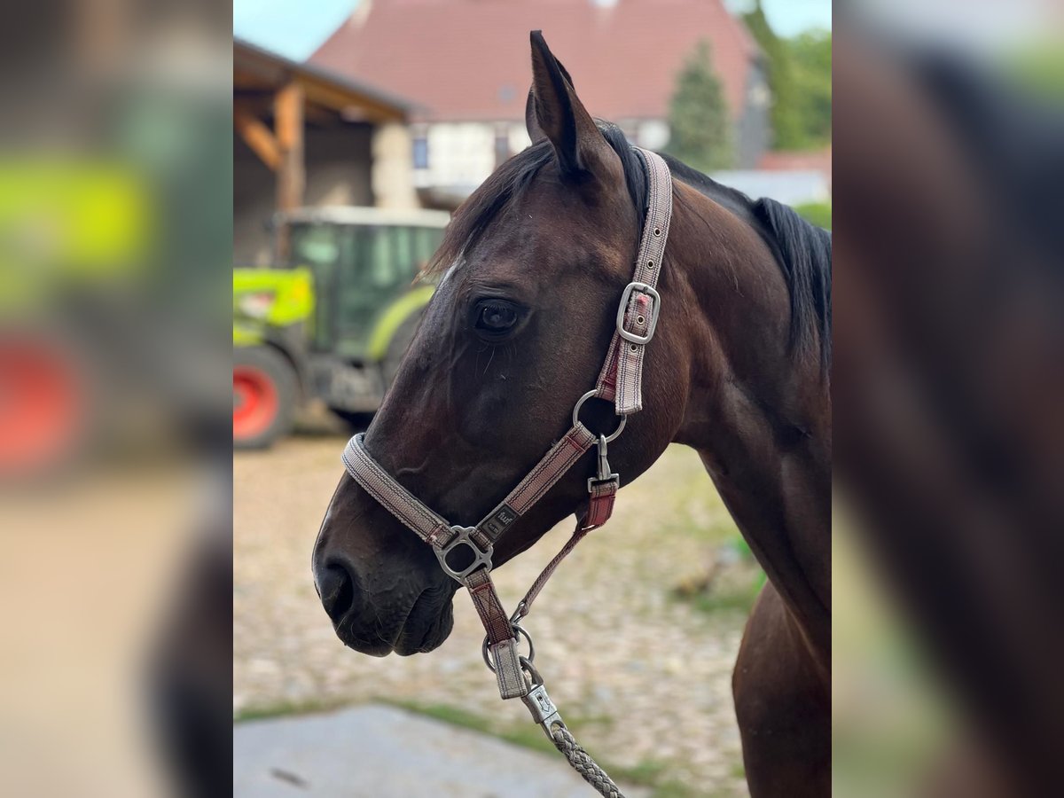 German Riding Horse Mare 15 years 15,3 hh Bay-Dark in Libbesdorf