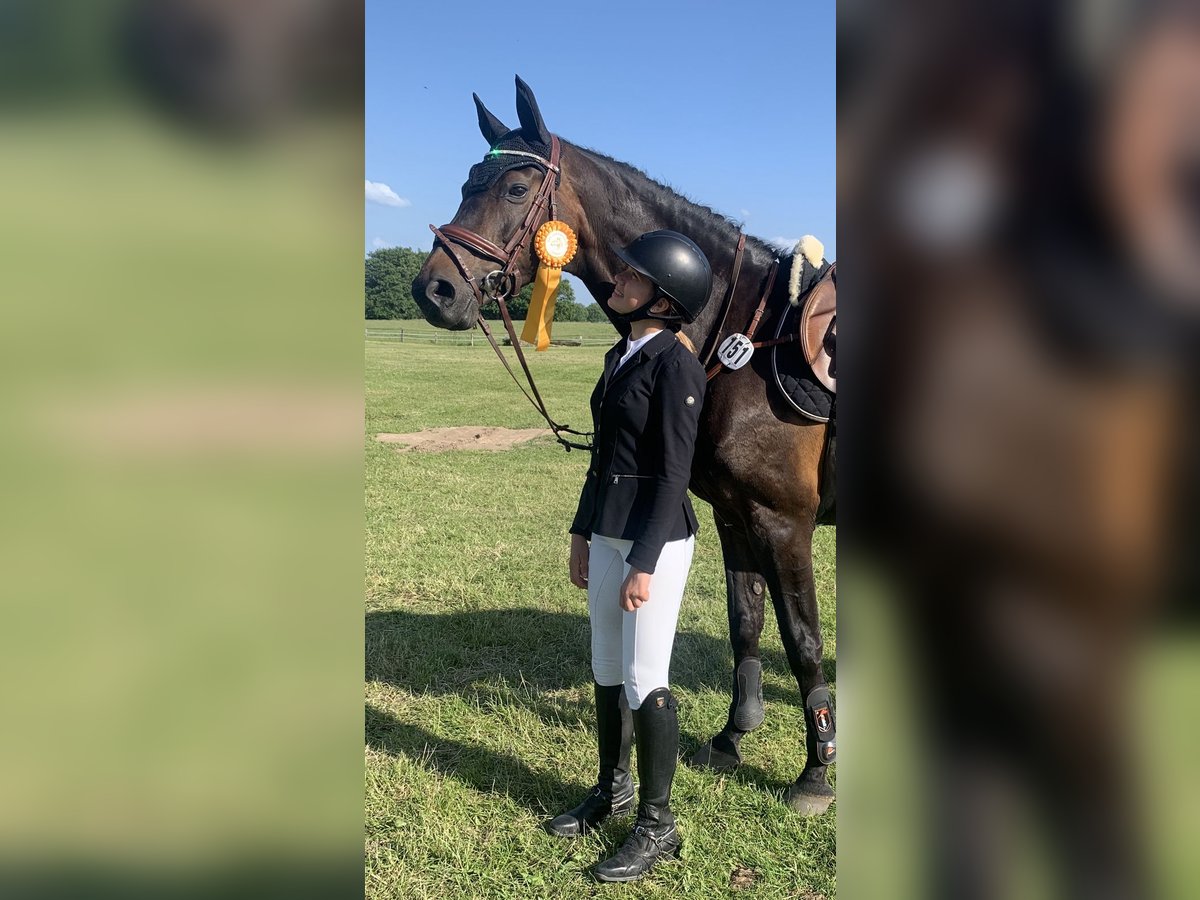 German Riding Horse Mare 15 years 16,2 hh Brown in Lübeck-Wulfsdorf