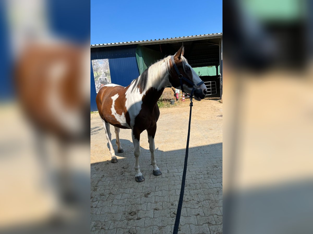 German Riding Horse Mare 15 years 16,3 hh Pinto in Osnabrück