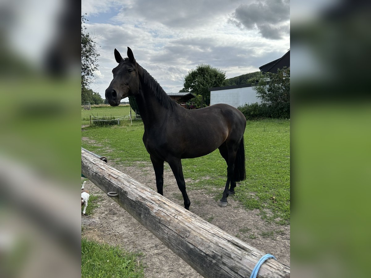 German Riding Horse Mare 15 years 16 hh Bay-Dark in Windhausen