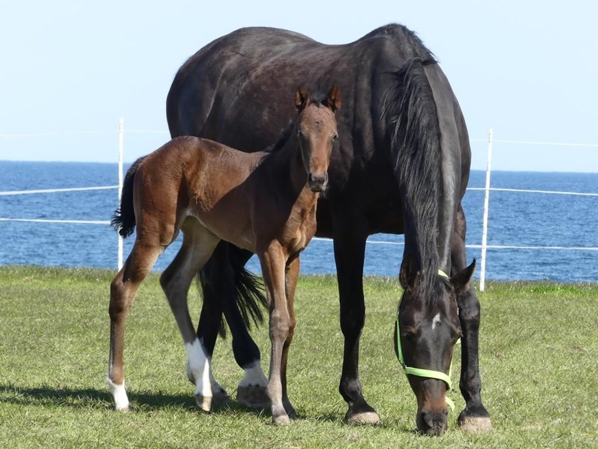German Riding Horse Mare 16 years 16 hh Bay-Dark in Kronsgaard