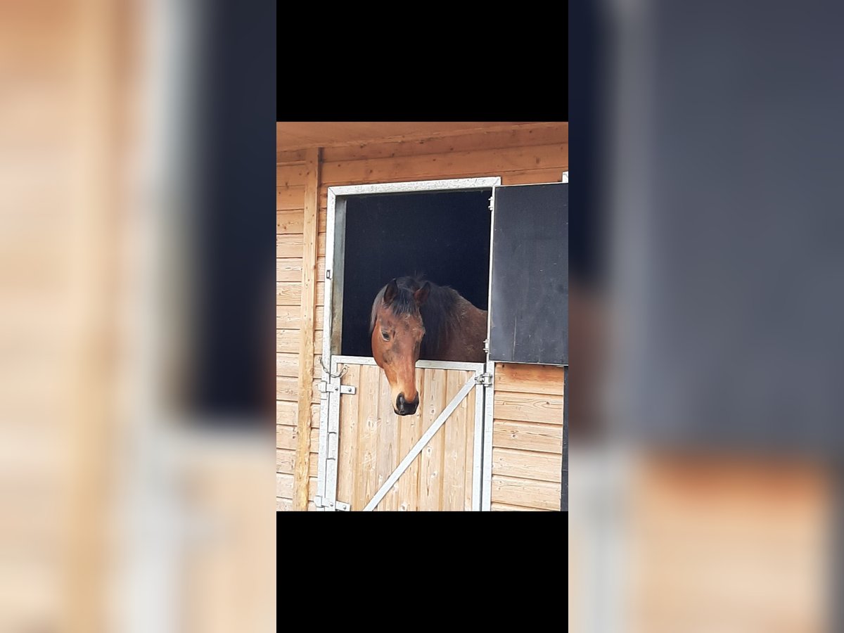 German Riding Horse Mare 16 years 16 hh Brown in Opwijk