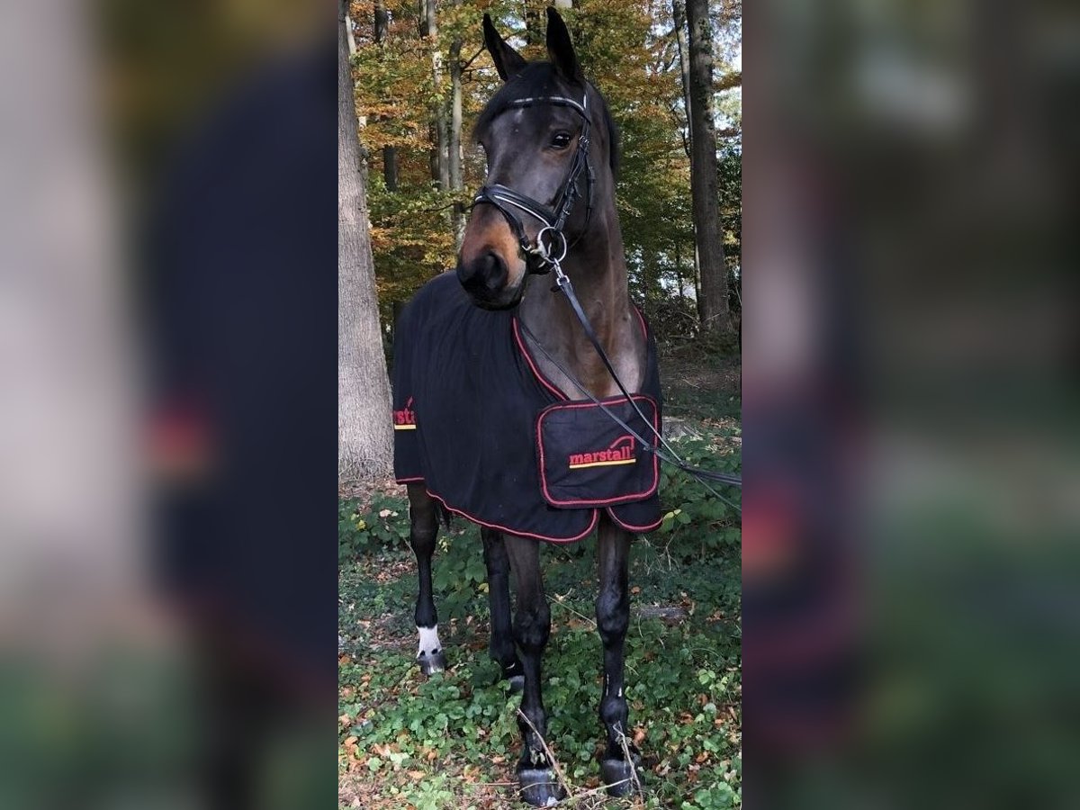 German Riding Horse Mare 18 years 16,1 hh Brown in Legden