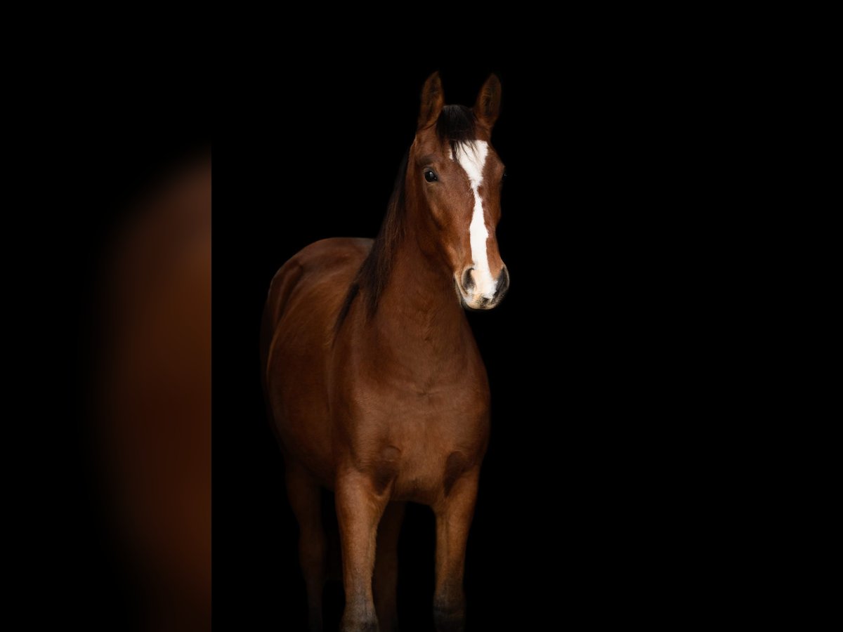 German Riding Horse Mix Mare 1 year 15,1 hh Brown in Womrath