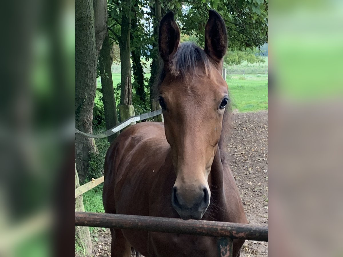 German Riding Horse Mare 1 year 16,2 hh Brown in Hasbergen