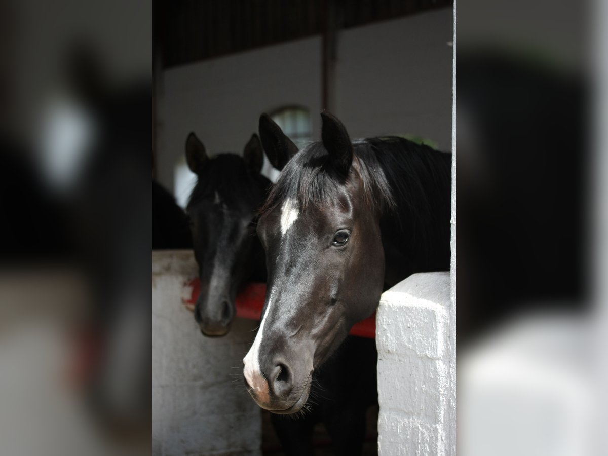 German Riding Horse Mare 1 year 16 hh Gray-Dark-Tan in gl&#xFC;cksburg