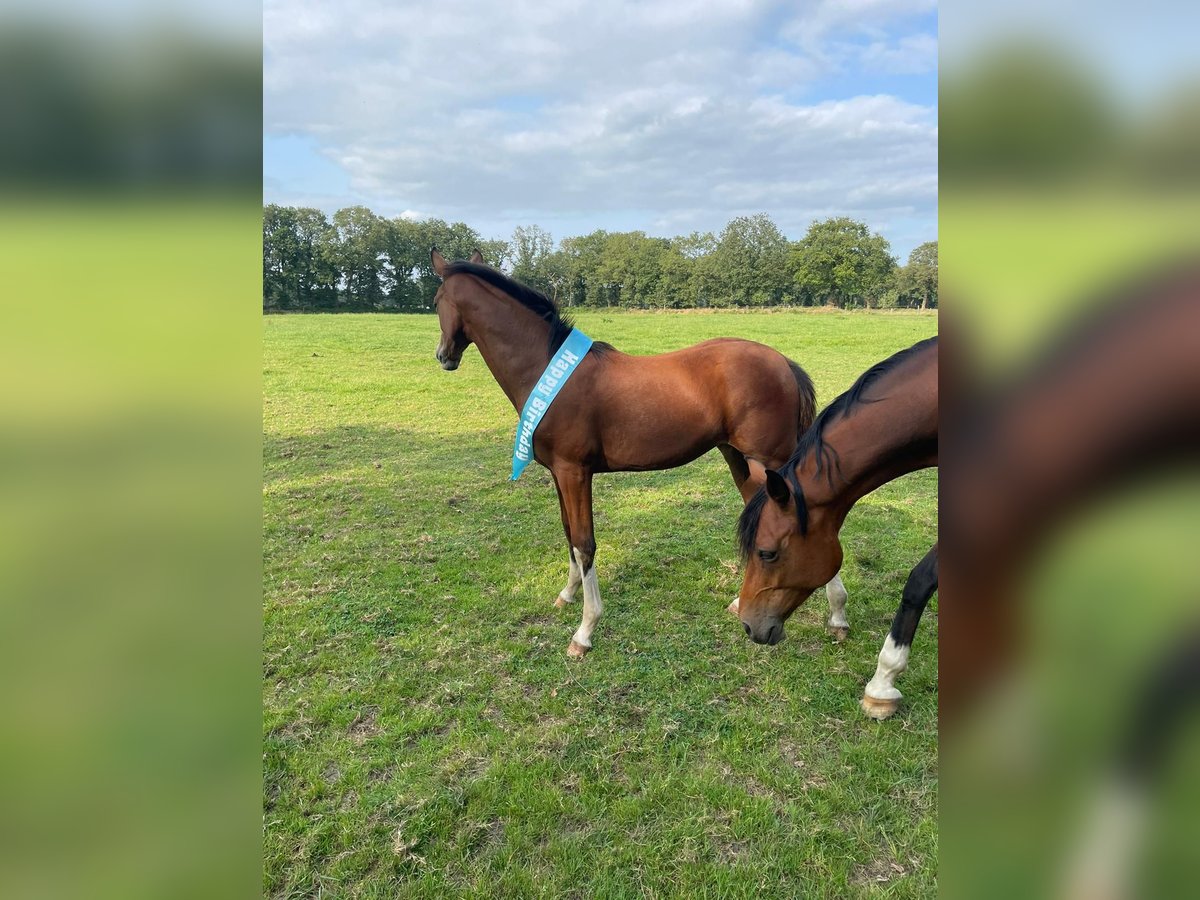 German Riding Horse Mare 1 year Brown in Bar&#xDF;el