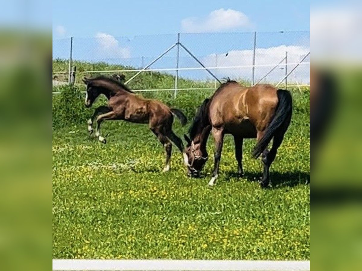 German Riding Horse Mare 1 year Brown in Niederneisen