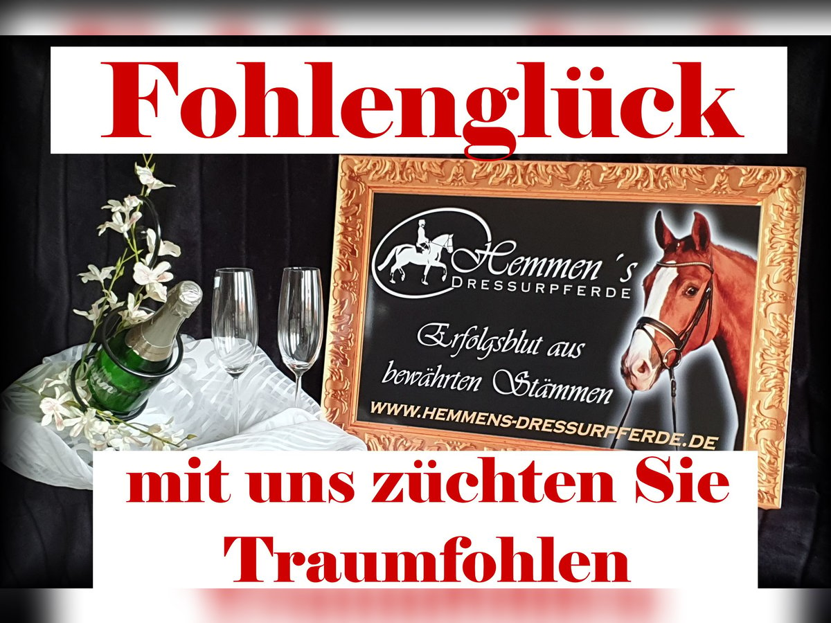 German Riding Horse Mare 1 year in Löningen