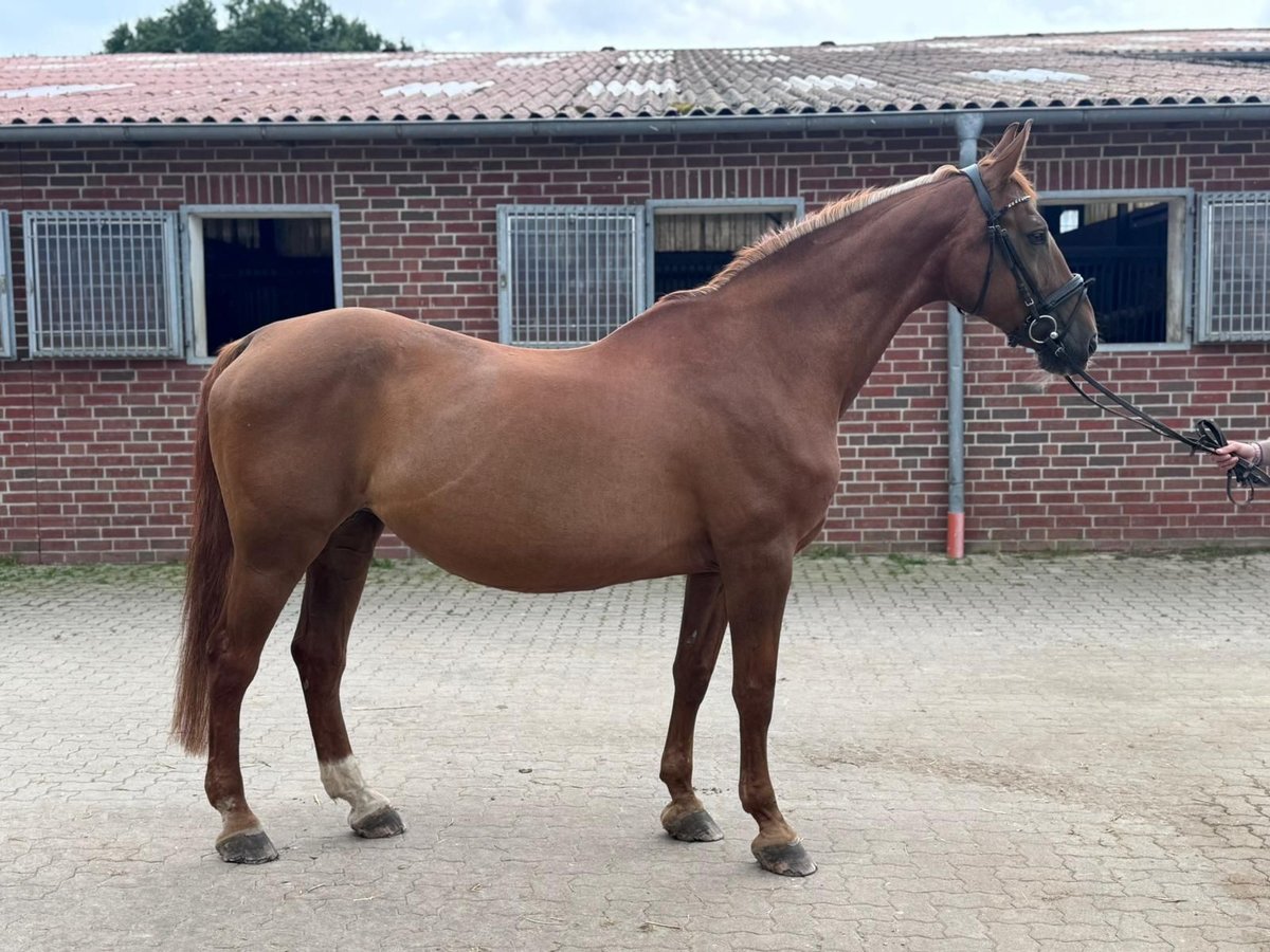 German Riding Horse Mare 20 years 16,1 hh Chestnut-Red in Rehburg-Loccum