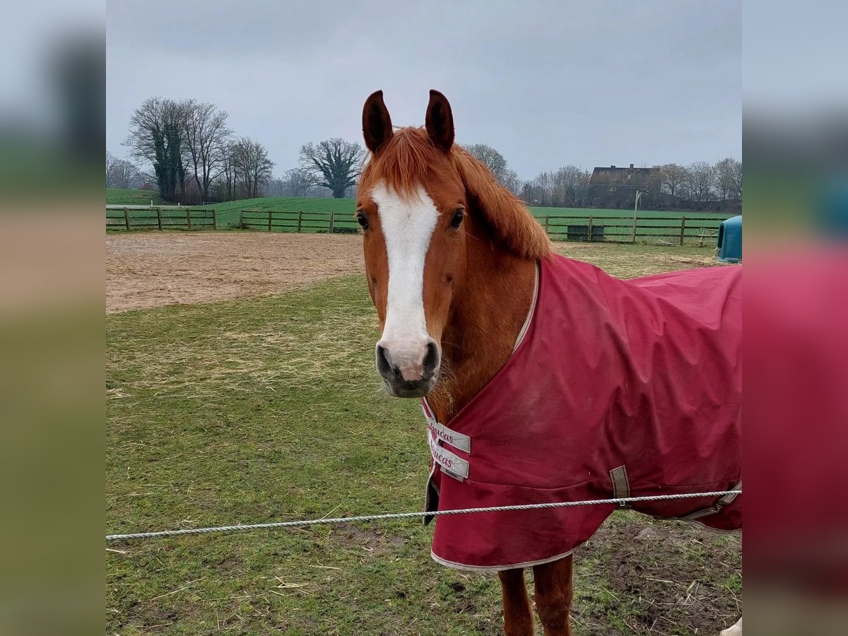 German Riding Horse Mare 22 years 14,3 hh Chestnut-Red in Holtsee