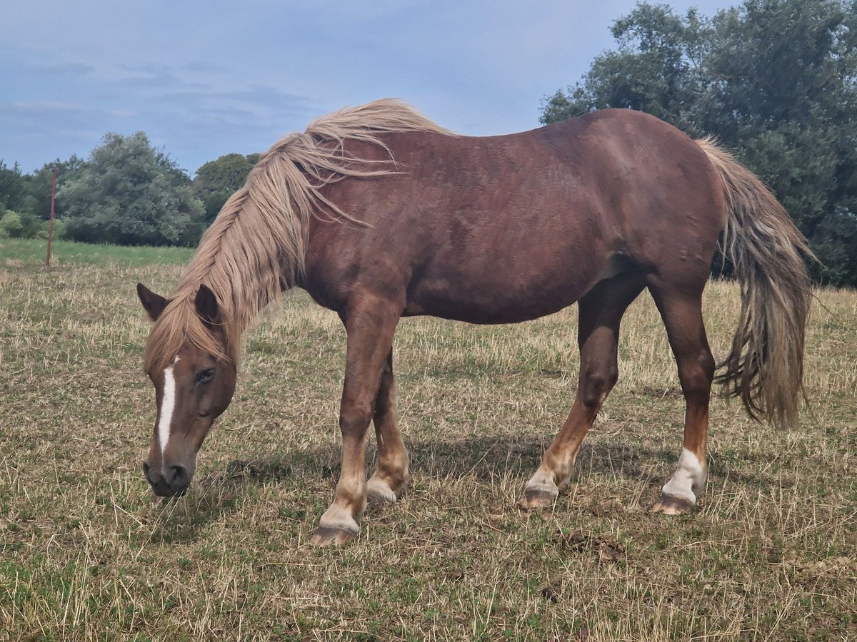 German Riding Horse Mare 25 years 14,1 hh Chestnut-Red in Uckerland German Riding Horse Mare 25 years 14,1 hh Chestnut-Red in Uckerland