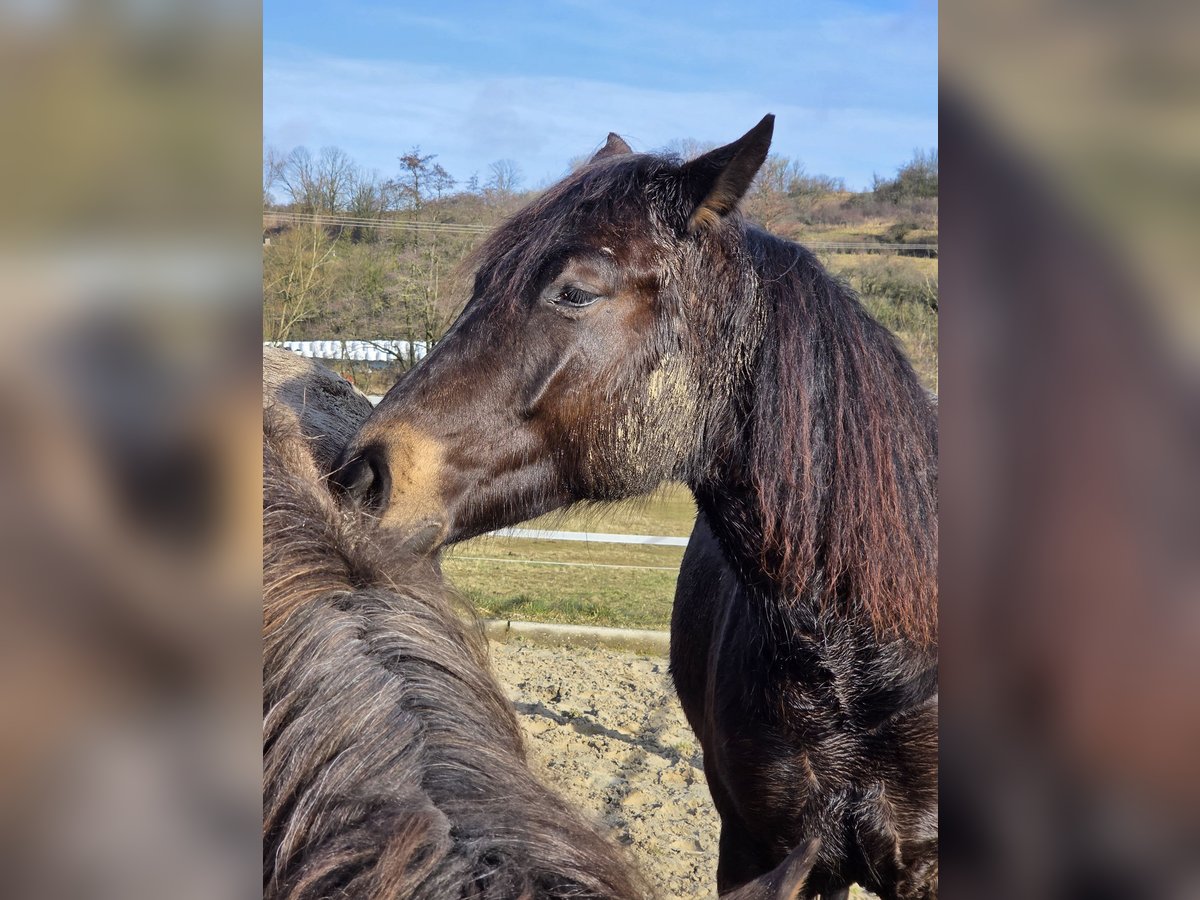 German Riding Horse Mare 2 years 14,2 hh Dun in Ulrichstein