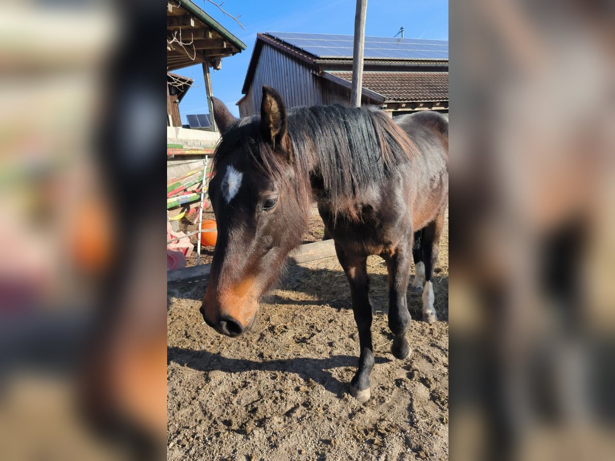 German Riding Horse Mare 2 years 14,2 hh Bay-Dark in Gr&#xF6;mbach