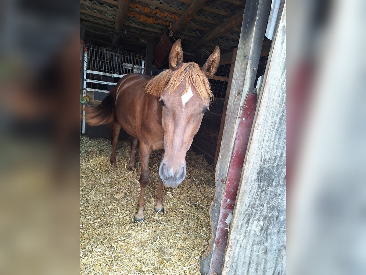 German Riding Horse Mare 2 years 15 hh Chestnut-Red in Ascheberg