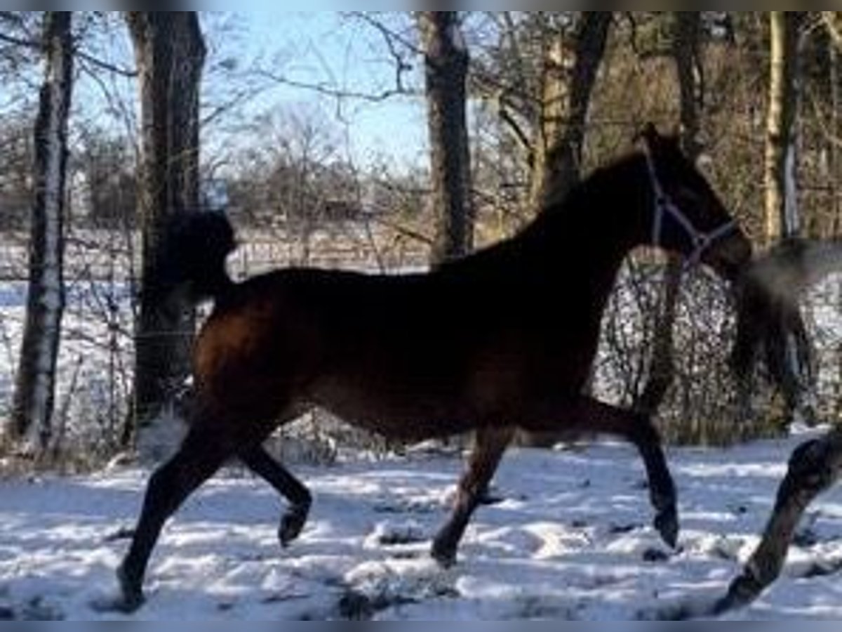 German Riding Horse Mare 2 years 16,2 hh Brown in Ihlienworth