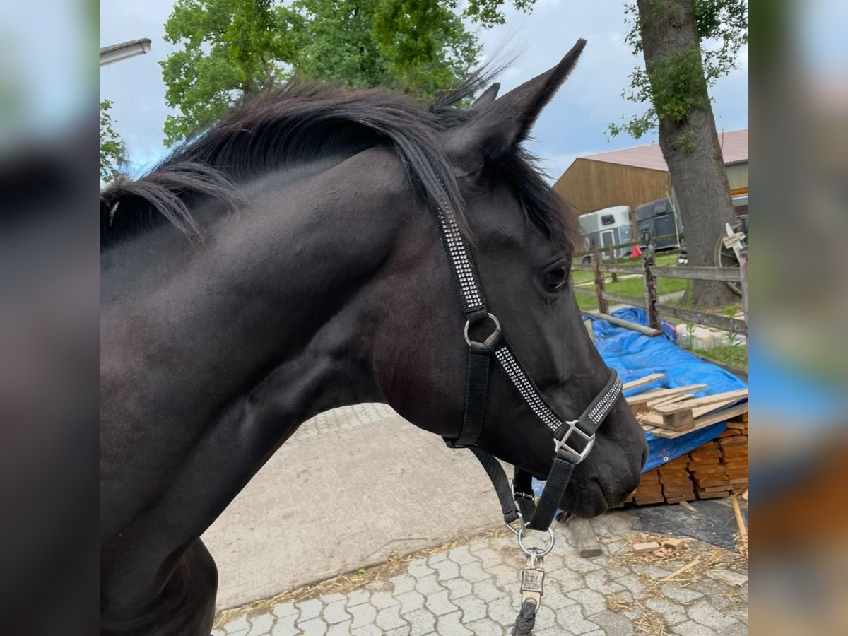 German Riding Horse Mare 2 years 16,2 hh Smoky-Black in Rietberg