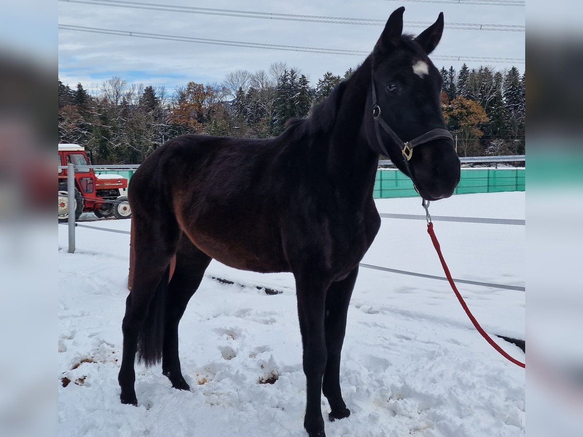 German Riding Horse Mare 3 years 15,2 hh Bay-Dark in Oberriet SG