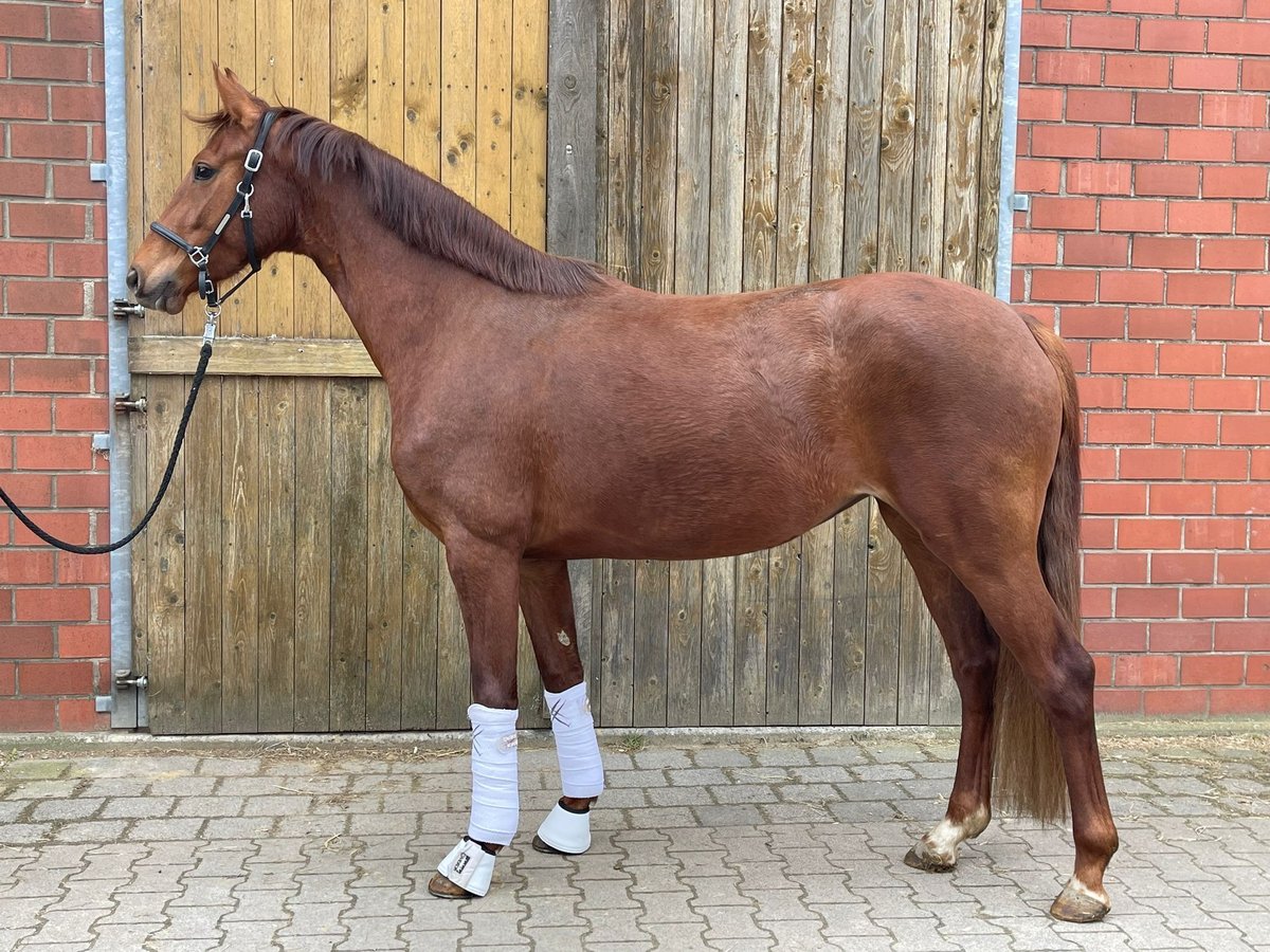 German Riding Horse Mare 3 years 15,2 hh Chestnut in Vlotho