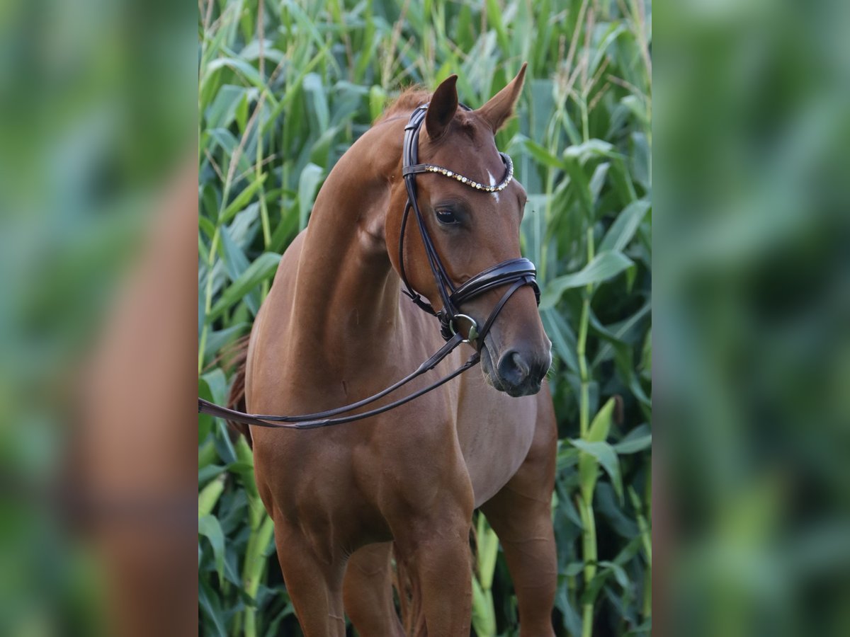 German Riding Horse Mare 3 years 15,2 hh Chestnut-Red in Nottuln