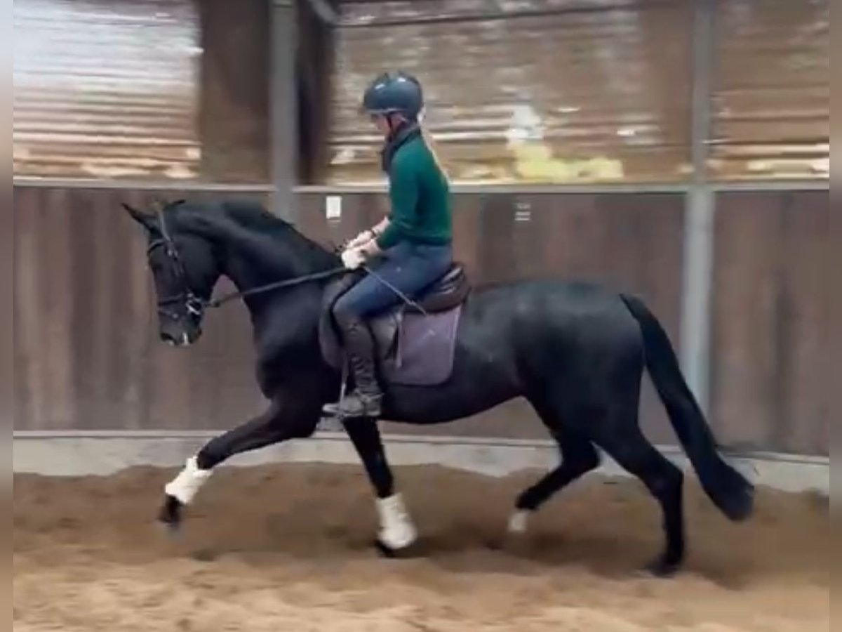 German Riding Horse Mare 3 years 16,1 hh Black in Ravensburg