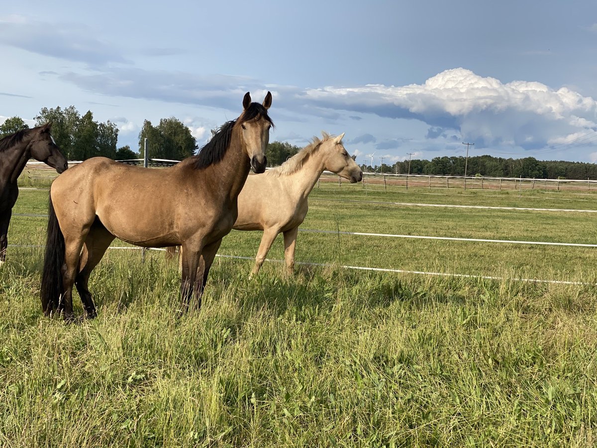 German Riding Horse Mare 3 years 16,1 hh Buckskin in Buchhain