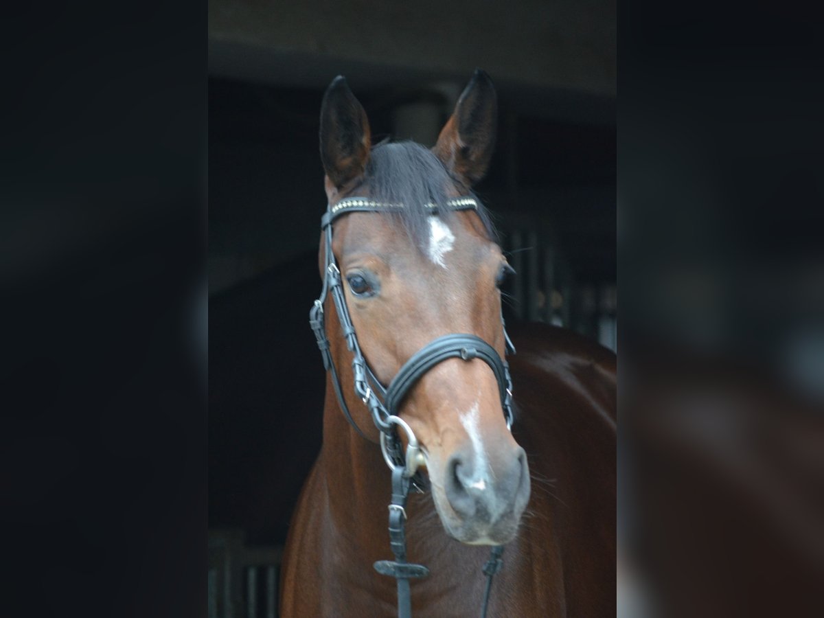 German Riding Horse Mare 4 years 15,2 hh Brown in Salzkotten