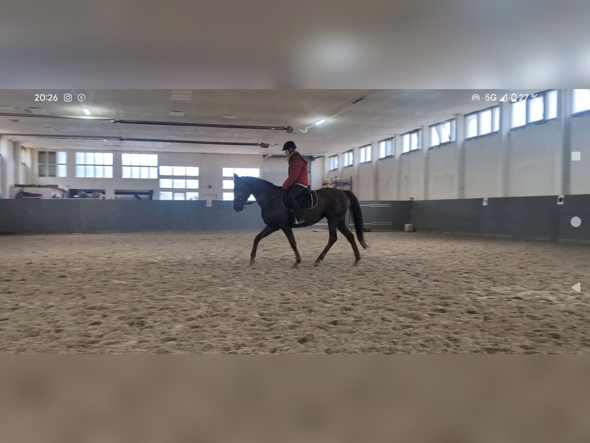 German Riding Horse Mare 4 years 15,2 hh Chestnut-Red in Buchhain