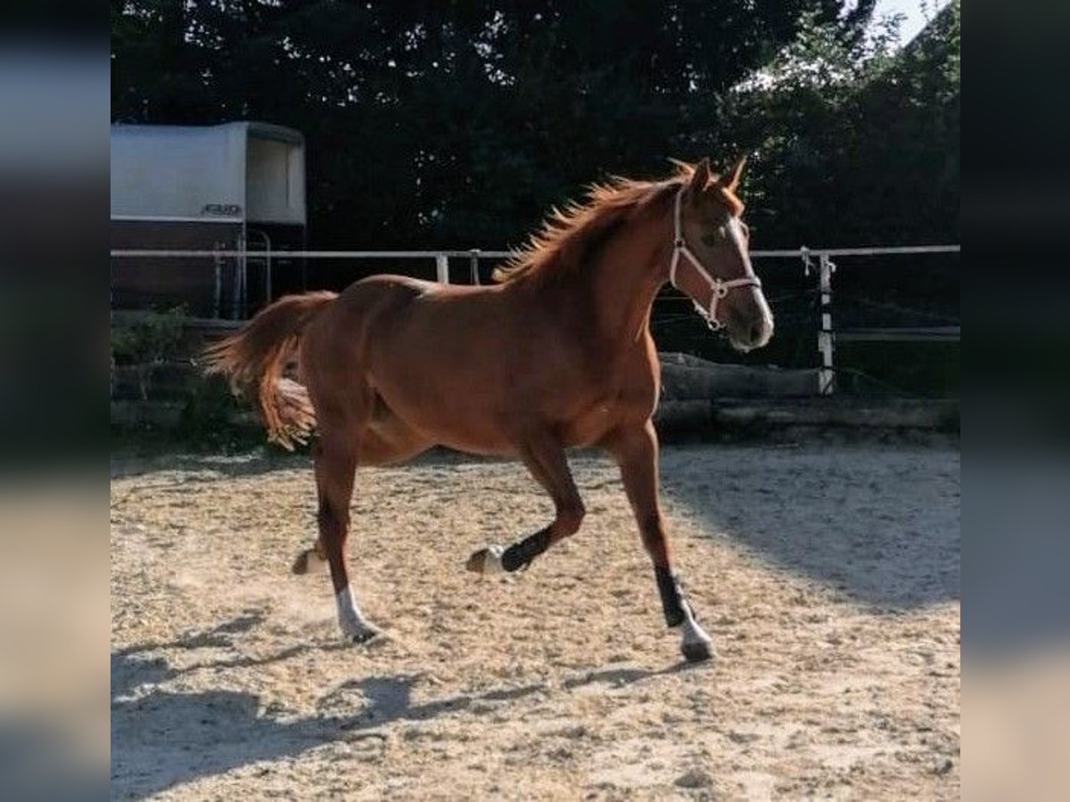 German Riding Horse Mare 4 years 15,2 hh Chestnut-Red in Seesen