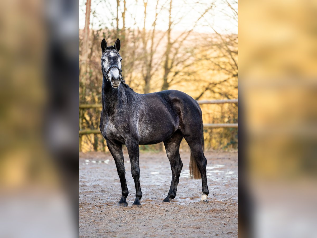German Riding Horse Mare 4 years 15,2 hh Gray in Kimmlingen