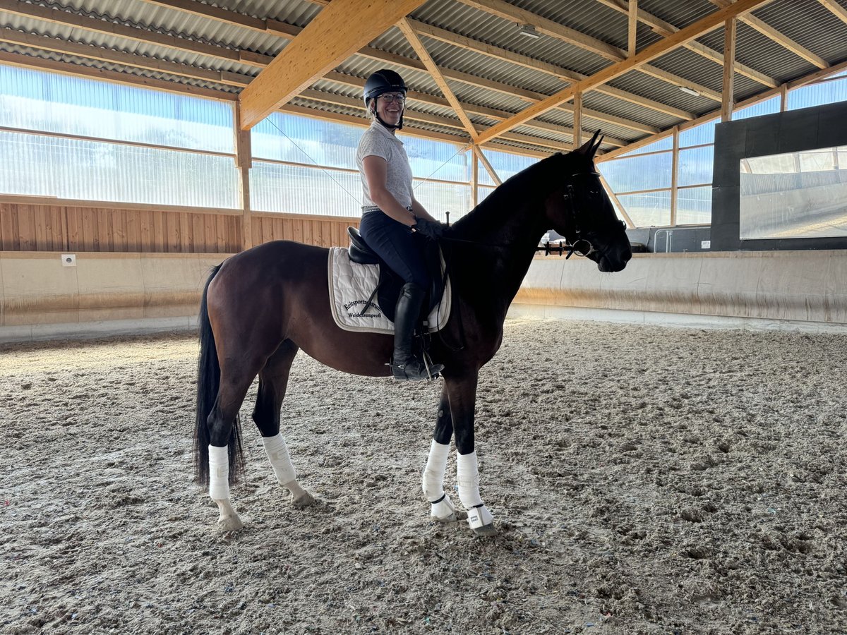 German Riding Horse Mare 4 years 15,3 hh Bay-Dark in Königheim