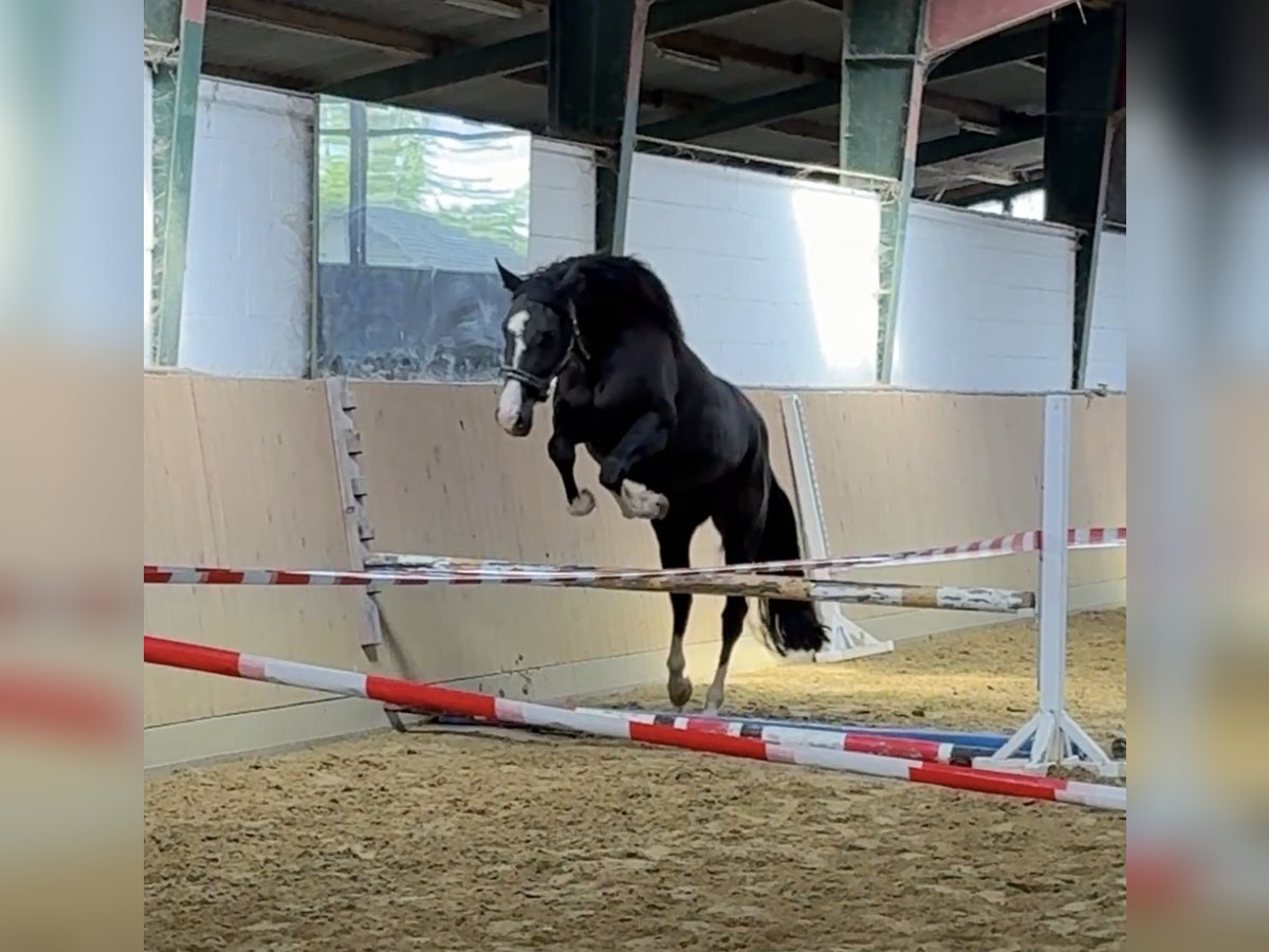 German Riding Horse Mare 4 years 15,2 hh Black in Alpen