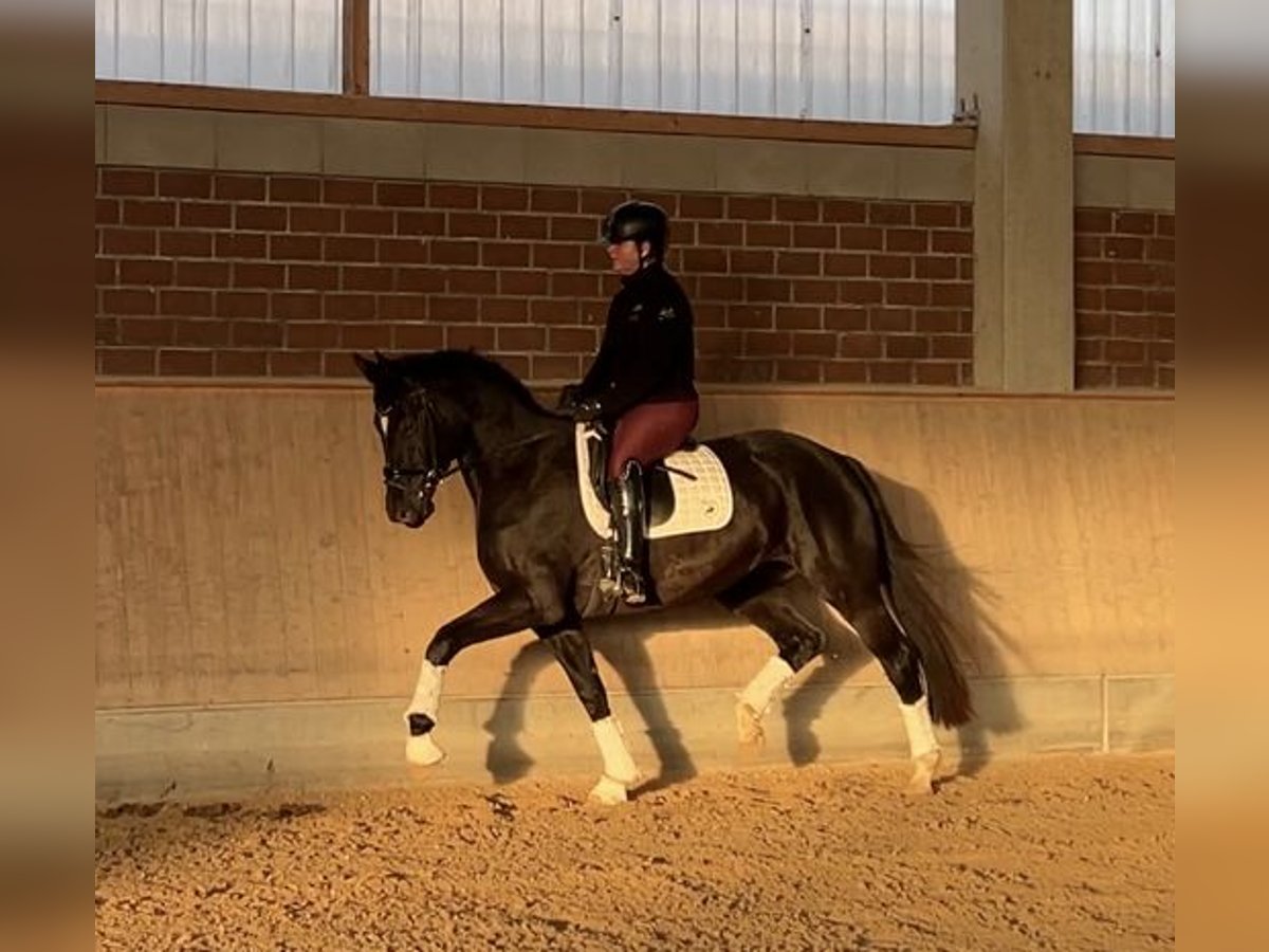 German Riding Horse Mare 4 years 16,1 hh Smoky-Black in Viersen