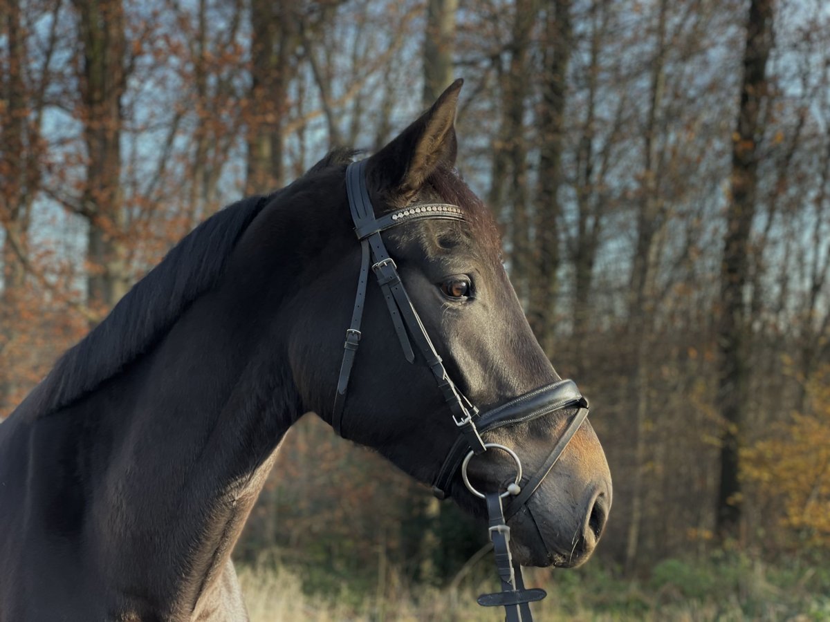 German Riding Horse Mare 4 years 16,2 hh Bay-Dark in Overath