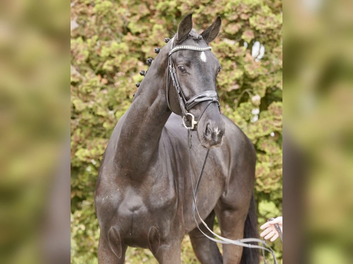 German Riding Horse Mare 4 years 16,2 hh Black in Paderborn