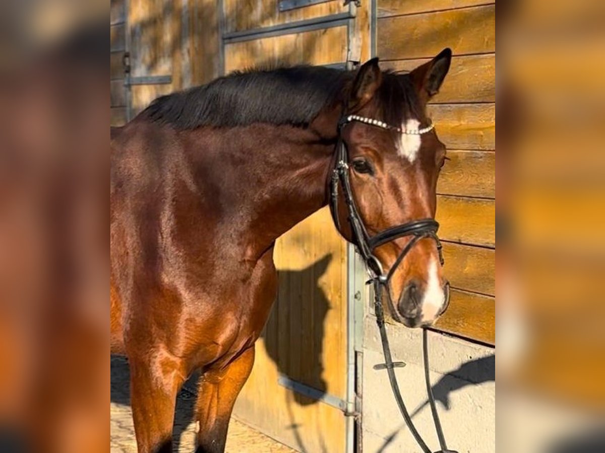 German Riding Horse Mare 4 years 16,2 hh Brown in Fuldatal