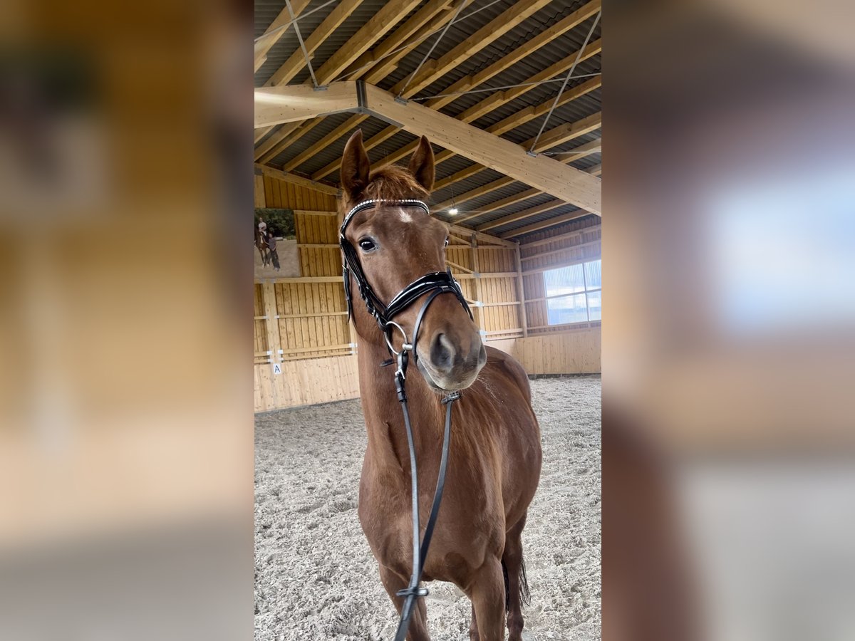 German Riding Horse Mare 4 years 16 hh Chestnut-Red in Meinerzhagen