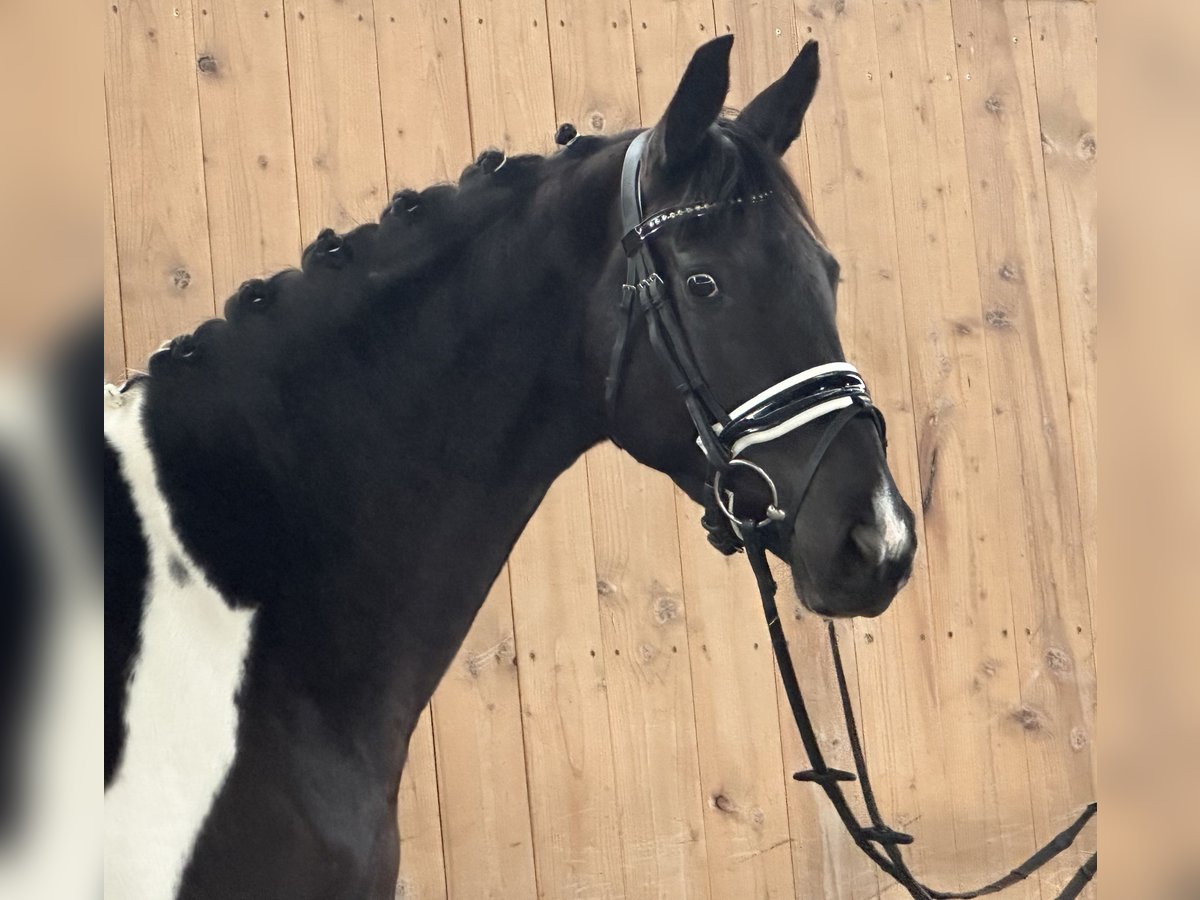 German Riding Horse Mare 4 years 16 hh Pinto in Riedlingen