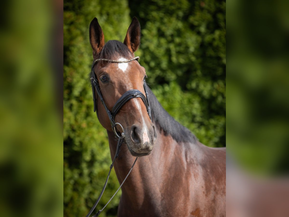 German Riding Horse Mare 4 years 16,1 hh Brown in Lengenfeld