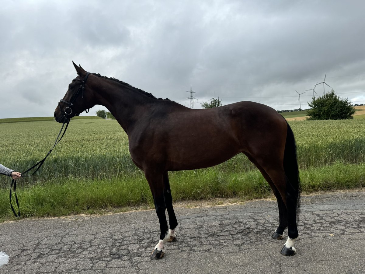 German Riding Horse Mare 4 years 17,1 hh Bay-Dark in Königheim