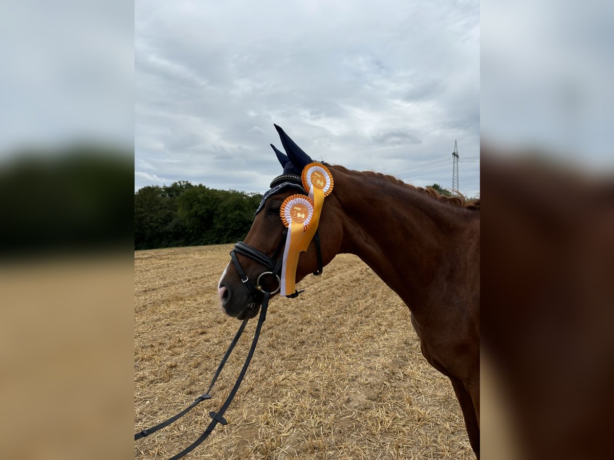 German Riding Horse Mare 5 years 16,1 hh Chestnut-Red in Königheim