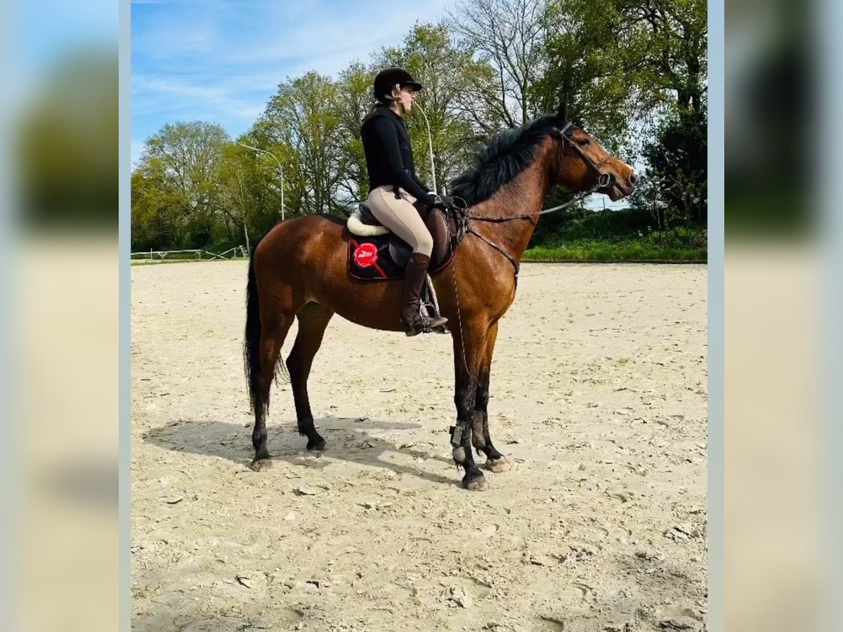 German Riding Horse Mare 5 years 16,2 hh Brown in Kevelaer