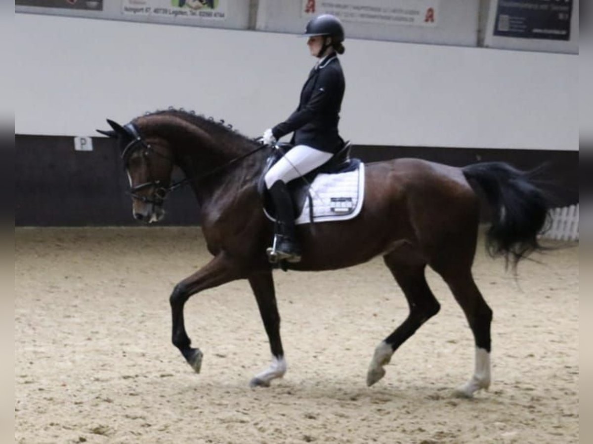 German Riding Horse Mare 5 years 16 hh Brown in Legden