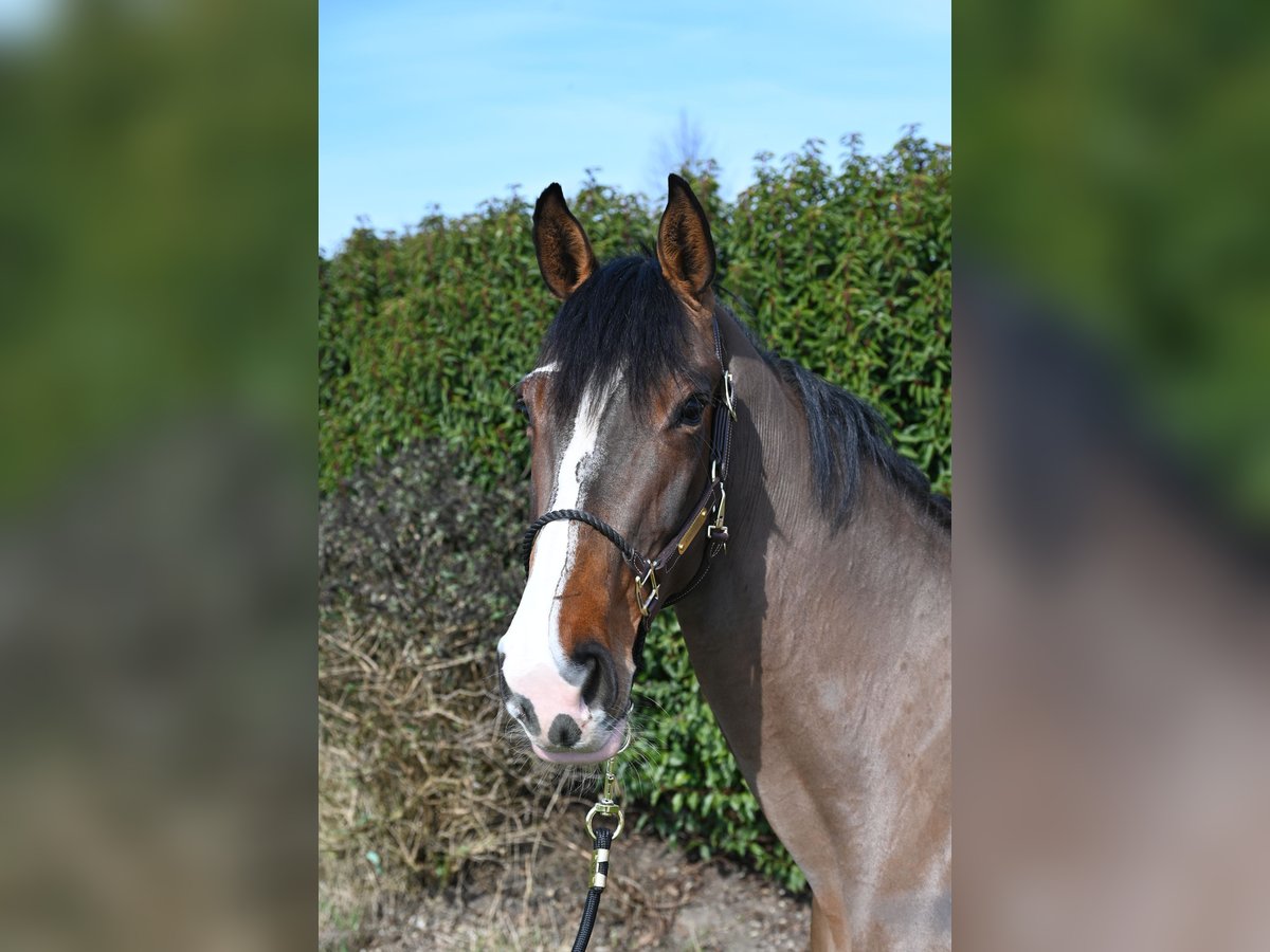 German Riding Horse Mare 5 years 17 hh Brown in NeuriedNeuried