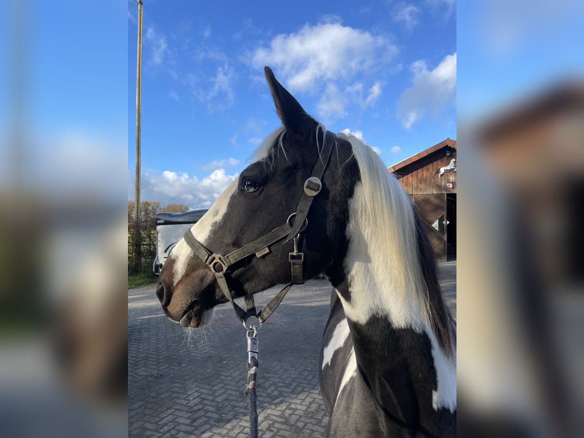 German Riding Horse Mare 6 years 15,2 hh Pinto in Sendenhorst