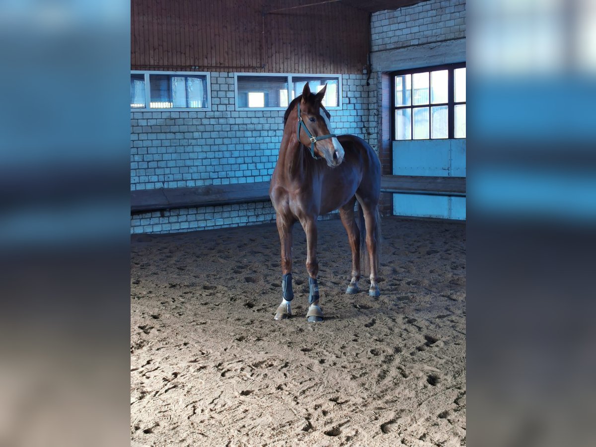 German Riding Horse Mare 6 years 16,2 hh Chestnut-Red in Borchen