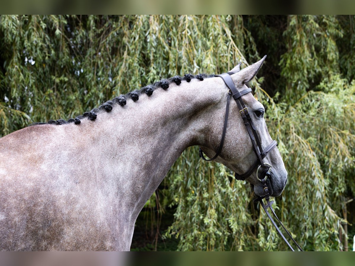 German Riding Horse Mare 6 years 16,3 hh Gray in Büttelborn